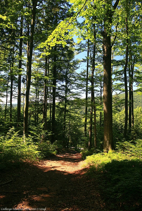 Wald im Nationalpark