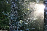 Sonnenaufgang Wald