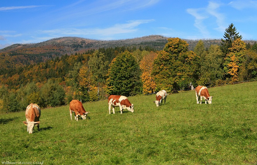 Waldhäuser Kühe