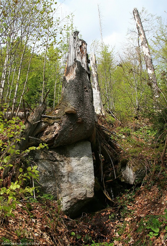Baum Felsen
