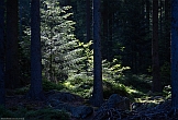 Kleiner Arbersee Wald